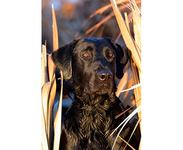 hunting Retrievers