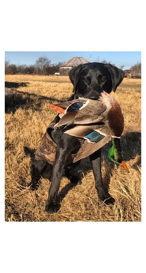 Champion Trained Hunting Dogs